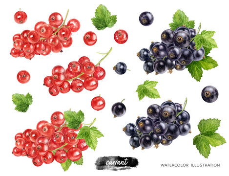 Black and red currant with leaves set hand drawn watercolor illustration isolated on white background