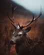 © BillyClicksScotland - deer stag
