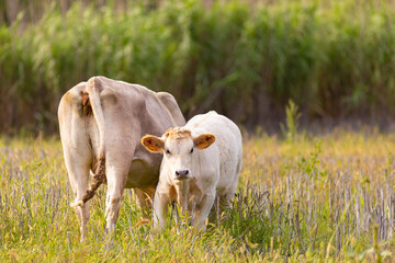 Poster - Ternero joven al lado de su madre (vaca) pastando en un prado de montaña al atardecer. Verano, ganadería, familia.