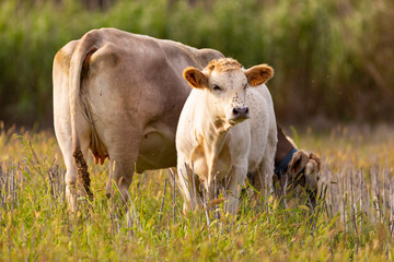 Wall Mural - Ternero joven al lado de su madre (vaca) pastando en un prado de montaña al atardecer. Verano, ganadería, familia.