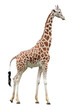 © ChaoticDesignStudio - Standing giraffe side view cut out