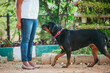  Rottweiler walking towards female owner. Dog with a person.