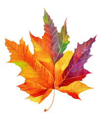 Wall Mural - multicolored maple tree leaf cut out, digital illustration