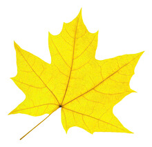Yellow Maple Tree Autumn Leaf Cut Out
