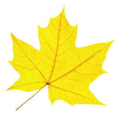 Wall Mural - yellow maple tree autumn leaf cut out