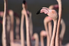 Pink Flamingo Bird Head And Neck Close-up, Side View