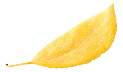 Wall Mural - yellow autumn tree leaf cut out