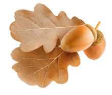 Brown Autumn Leaves Of Oak Tree With Acorns Cutout