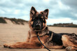 german shepherd portrait on the beach