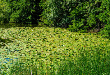 Wall Mural - Pool with Yellow water-lily (Nuphar lutea) in a nature reserve in the Netherlands

