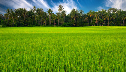 Wall Mural - sunset over rice field , agricultural farms in asia.