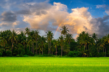 Wall Mural - sunset over rice field , agricultural farms in asia.