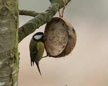 Hungry Great Tit Perched On A Suet Coconut Bird Feeder Hanging From A Tree
