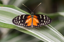 Orange Spring Butterfly