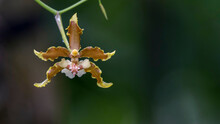 Close Up Of An Orchid