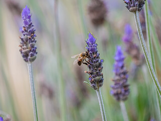 Wall Mural - Bee Lavender