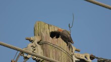 Female Red Bellied Woodpecker Feeding Her Chick In A Nest