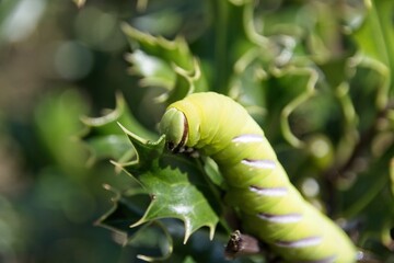 Wall Mural - green caterpillar on a leaf