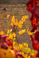 Leaves of the Langhe vineyards in autumn, Piedmont, Italy