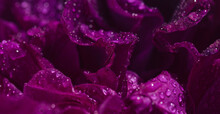 Beautiful Dark Purple Rose Buds With Water Drops Close Up. Nature Concept. Floral Background. Focus Is On Some Water Drops And Petals