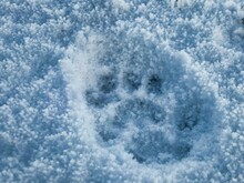 Closeup Of Feline Footprints In The Snow