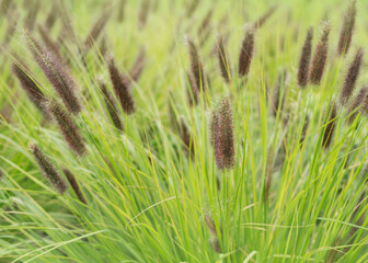 Beautiful fluffy Pennisetum bristly in the garden close-up 2