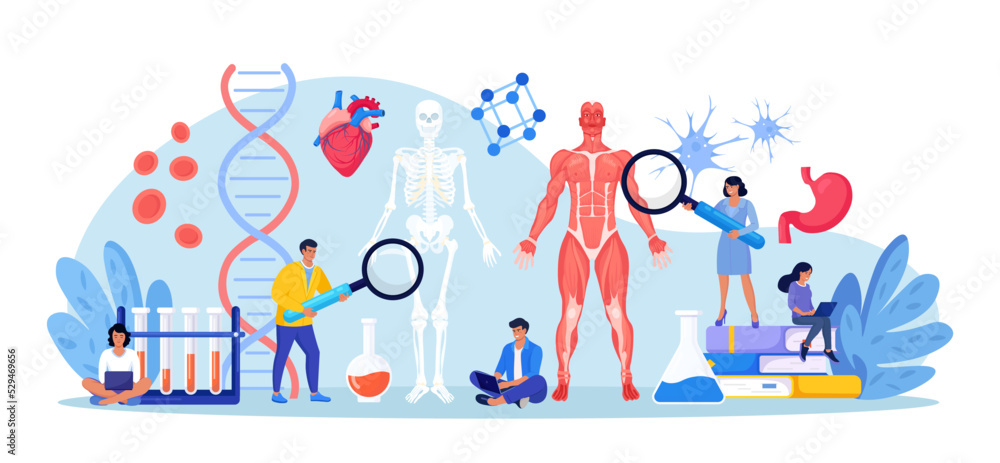 People studying anatomy of male muscular system and skeleton. Anatomical structure of human body. Medicine, physiology. Biology lesson at college. Students researching bone, muscle, blood systems