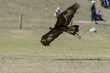 Golden eagle during the Salburun hunting sport competition