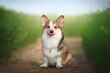 corgi puppy dog licking nose in green nature blossom field