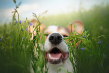 Corgi Puppy Dog Nose In Green Nature Blossom Field