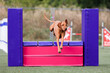 Fast and crazy sable red Hungarian Vizsla running dog agility course at outdoors competition. Versatile, red-coated gundog jumping over soft agility wall. Positive trained Vizsla dog 