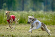 Saluki dogs in red and white shirts running and chasing lure in the field on coursing competition