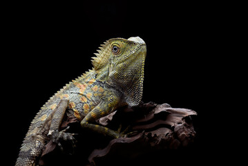 Wall Mural - Boyd's forest dragon (Lophosaurus boydii) on tree bark