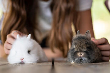 jungle with two small rabbits