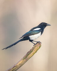 The Eurasian Magpie or Common Magpie or Pica pica is sitting on the branch with colorful background