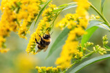 Fototapeta Tulipany - Fluffy bee picking up nectar sitting on goldenrod yellow flower