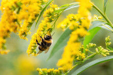Fluffy Bee Picking Up Nectar Sitting On Goldenrod Yellow Flower