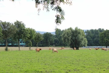 Open field with cows grazing on the grass