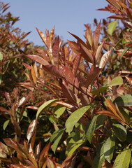 Sticker - Feuillage du Photinia red robin au printemps