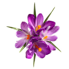 Canvas Print - Crocus violets	