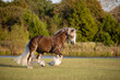 Silver Bay Gypsy Horse