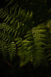 Zielona paprotka paproć liść las