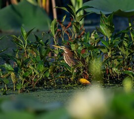 Wall Mural - Closeup shot of a green heron bird standing in the pond full of lush plant leaves in the daylight