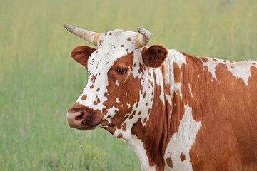 Wall Mural - Portrait of a Nguni  cow - indigenous cattle breed of South Africa.