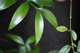 Fototapeta  - Closeup of shiny nageia nagi plant leaves on black background