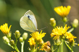Fototapeta  - Tańczą motyle, tańczą na łące, a razem z nimi kwiaty pachnące