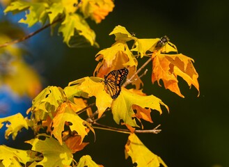 Poster - Selective focus of a monarch butterfly on the maple yellow leaves with the blurred background