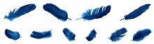 Blue Goose Feathers On A White Isolated Background