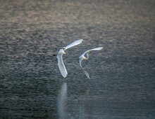 Great White Egrets Flying Over The River Water
