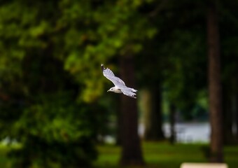 Canvas Print - Seagull flying on the background of green trees